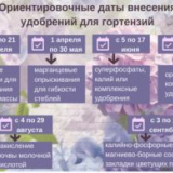 Jak krmit hortenzii na podzim pro bujné kvetení